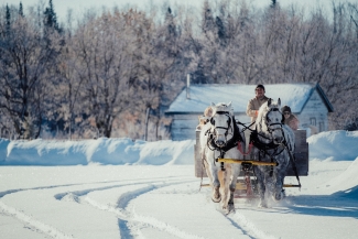 Horses pulling a sleigh in winter